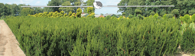 Taxus media Hicksii schneiden